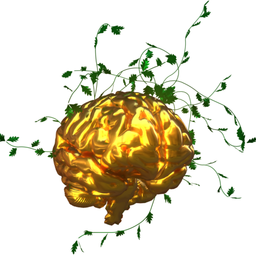 transparent_brain